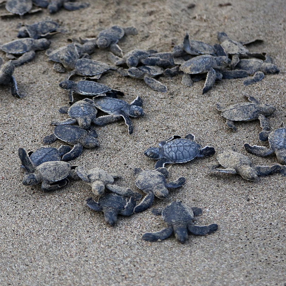 Why Artificial Light Is One of the Biggest Threats to Sea Turtles