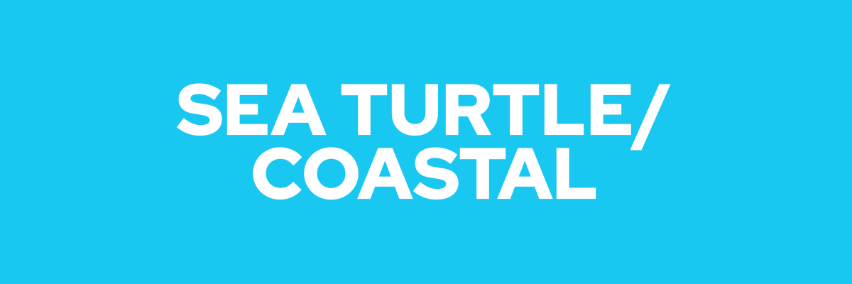 Sea Turtle